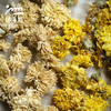 生态怀菊花（黄菊；白菊）| 绿家自产 * Ecological chrysanthemum | In-House Production 商品缩略图1
