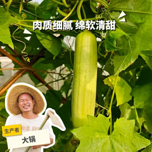 生态无棱丝瓜 | 绿家自产 * Ecological White Jade Sponge Gourd | In-House production 商品图0
