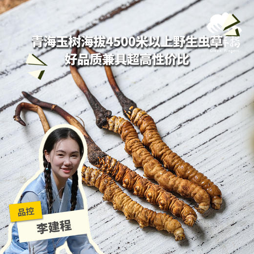 【88折-95折优惠】野生高海拔新鲜冬虫夏草（玉树）| 合作生产 * Yushu high altitude fresh Cordyceps sinensis | Partner Production 商品图0