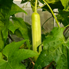 生态无棱丝瓜 | 绿家自产 * Ecological White Jade Sponge Gourd | In-House production 商品缩略图2