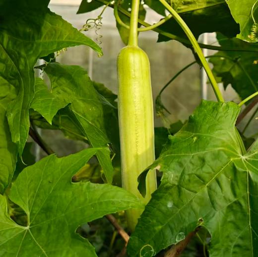 生态无棱丝瓜 | 绿家自产 * Ecological White Jade Sponge Gourd | In-House production 商品图2