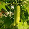 生态无棱丝瓜 | 绿家自产 * Ecological White Jade Sponge Gourd | In-House production 商品缩略图1