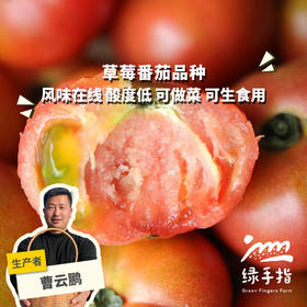 【9-9.5折优惠】生态河南西红柿 | 合作生产*Eco- tomato | Coprodution