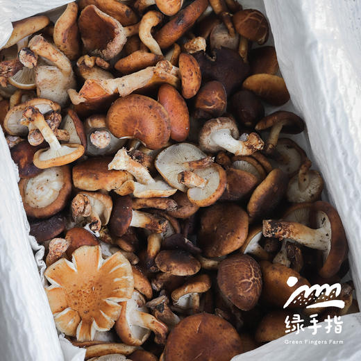 野生鲜香菇 | 合作生产*Wild fresh shiitake mushrooms | Partner Production 商品图3