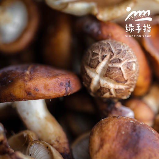野生鲜香菇 | 合作生产*Wild fresh shiitake mushrooms | Partner Production 商品图2