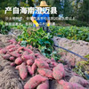 海南澄迈桥头富硒地瓜  8.5-9斤/箱 商品缩略图2