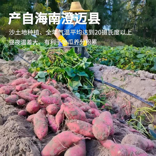 海南澄迈桥头富硒地瓜  8.5-9斤/箱 商品图2