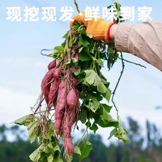 海南澄迈桥头富硒地瓜  8.5-9斤/箱 商品图4