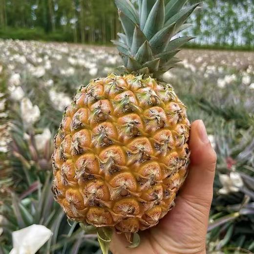 海南芒果凤梨 商品图5