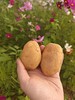 生态土豆（衢州）| 绿家自产 * Ecological potato | In-House Production 商品缩略图4