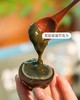 非遗唐媓逅松花蛋 商品缩略图4