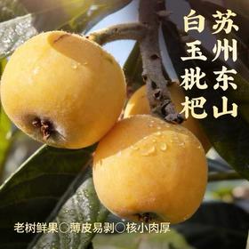东山白玉枇杷    鲜采现摘直达餐桌  苏州特色