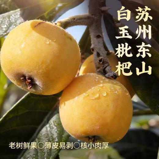 东山白玉枇杷    鲜采现摘直达餐桌  苏州特色 商品图0