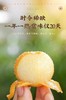 东山白玉枇杷    鲜采现摘直达餐桌  苏州特色 商品缩略图3
