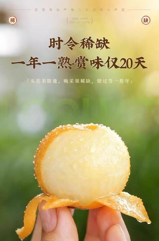 东山白玉枇杷    鲜采现摘直达餐桌  苏州特色 商品图3