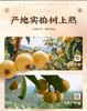东山白玉枇杷    鲜采现摘直达餐桌  苏州特色 商品缩略图5