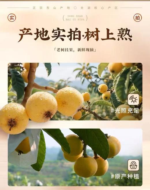 东山白玉枇杷    鲜采现摘直达餐桌  苏州特色 商品图5