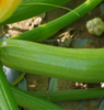 生态衢州时令蔬菜箱 (包邮陆运，含番茄四季豆等) | 绿家自产 * Ecological vegetable box | In-House Production 商品缩略图5