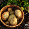 生态衢州时令蔬菜箱 (包邮陆运，含番茄四季豆等) | 绿家自产 * Ecological vegetable box | In-House Production 商品缩略图3