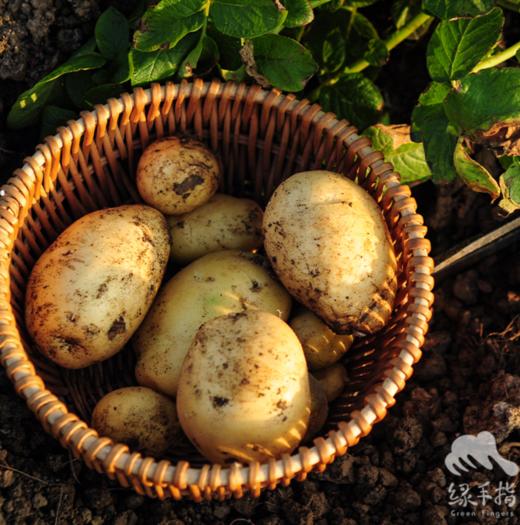 生态衢州时令蔬菜箱 (包邮陆运，含番茄四季豆等) | 绿家自产 * Ecological vegetable box | In-House Production 商品图3
