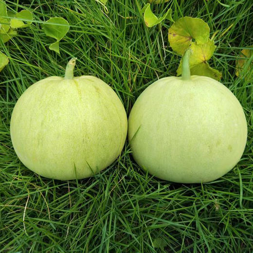 生态甜瓜（福建）| 合作生产*eco-melon | Partner Production 商品图3