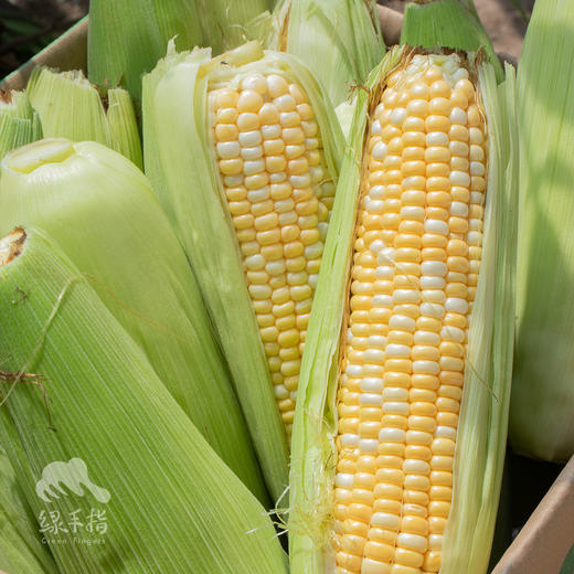 生态水果玉米（福建）| 合作生产*Ecological vegetables | Partner Production 商品图2