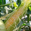 生态水果玉米（福建）| 合作生产*Ecological vegetables | Partner Production 商品缩略图3