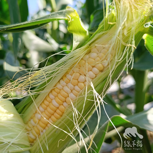 生态水果玉米（福建）| 合作生产*Ecological vegetables | Partner Production 商品图3