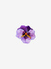 订购4个月到｜Cilea Bijoux-Viola-三色堇 紫色 吊坠 项链（大号）［法国设计师］ 商品缩略图1