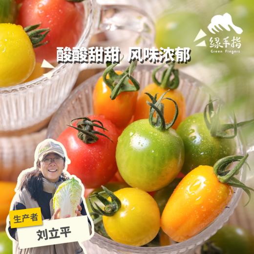 生态圣女果 /小番茄（包邮，预售，下单后3天左右发货） | 绿家自产 * Ecological cherry tomato | Self-production 商品图0