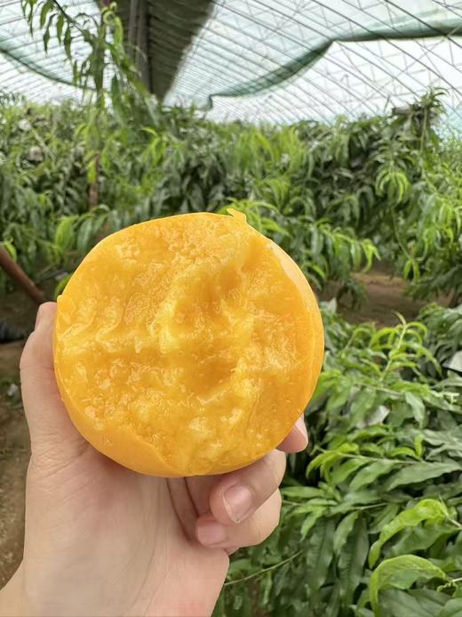 黄金蜜桃  香甜多汁 商品图9