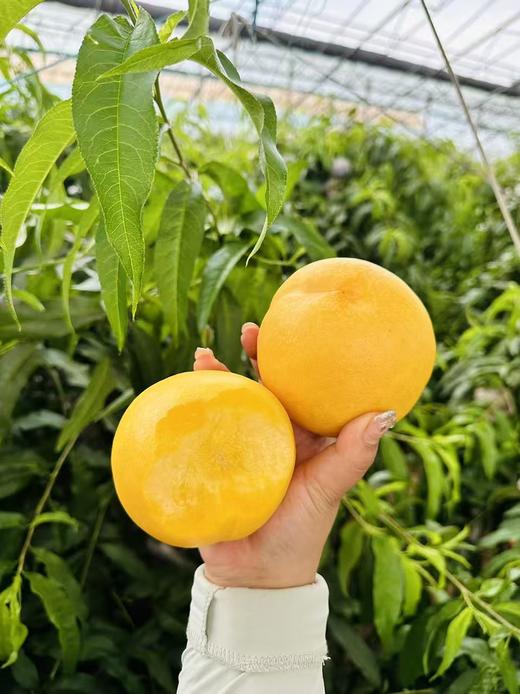 黄金蜜桃  香甜多汁 商品图6