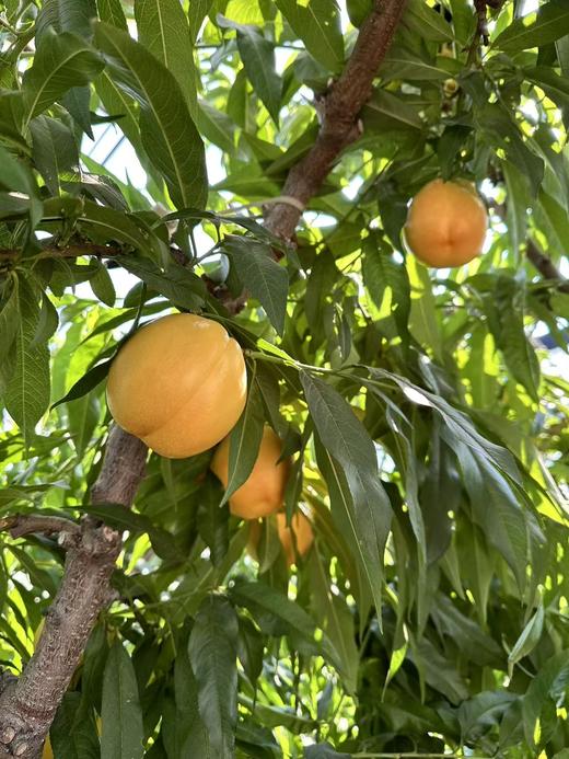 黄金蜜桃  香甜多汁 商品图3