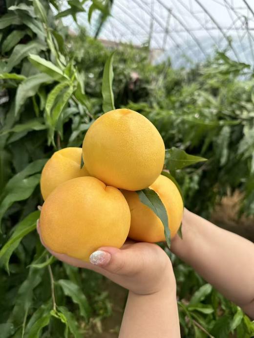 黄金蜜桃  香甜多汁 商品图5