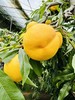黄金蜜桃  香甜多汁 商品缩略图7