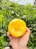 黄金蜜桃  香甜多汁 商品缩略图8