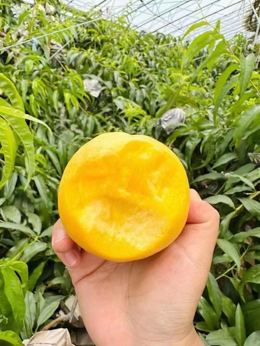 黄金蜜桃  香甜多汁 商品图8