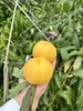 黄金蜜桃  香甜多汁 商品缩略图1