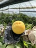 黄金蜜桃  香甜多汁 商品缩略图0