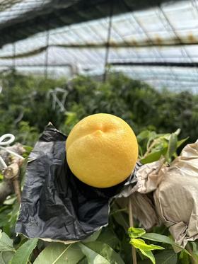 黄金蜜桃  香甜多汁