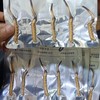 【满50条包邮，同等规格50条送2条,100条送5条】野生那曲高海拔新鲜冬虫夏草 |合作生产* Naqu Cordyceps sinensis | | Coproduction 商品缩略图4