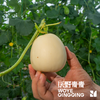 沃野青青自产甜瓜  绿宝石/星甜24/玉菇 | 清香型甜，满屋瓜香，可以带皮吃的甜瓜 商品缩略图3