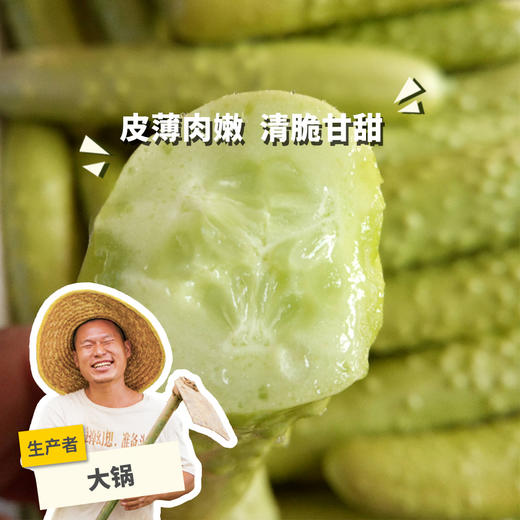 生态白玉黄瓜 | 绿家自产* ecological fruit cucumber | Self-production 商品图0
