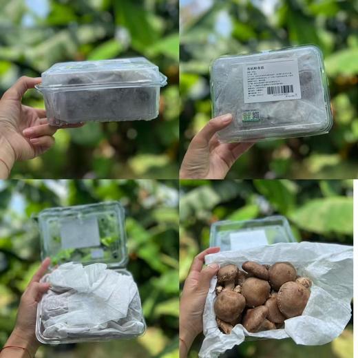 有机鲜香菇 | 绿家自产 * Organic tea shitake | Self-production 商品图6