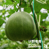 沃野青青自产甜瓜  绿宝石/星甜24/玉菇 | 清香型甜，满屋瓜香，可以带皮吃的甜瓜 商品缩略图5