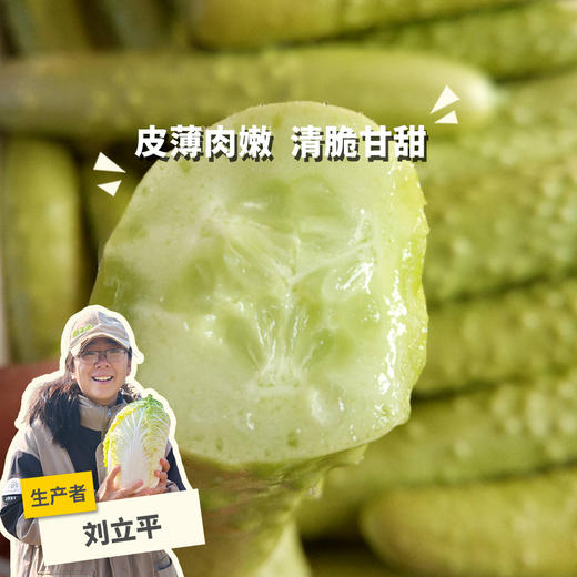生态白玉黄瓜 | 绿家自产* ecological fruit cucumber | Self-production 商品图0