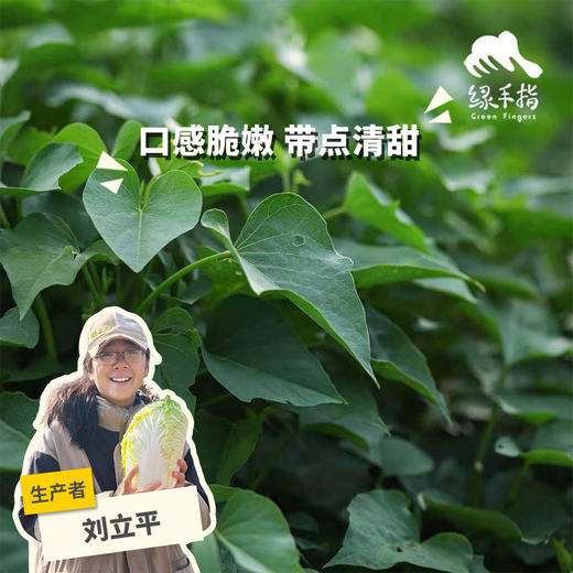 生态红薯苗 | 绿家自产* Eco-Sweet potato seedling | Self-production 商品图0