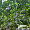 沃野青青自产甜瓜  绿宝石/星甜24/玉菇 | 清香型甜，满屋瓜香，可以带皮吃的甜瓜 商品缩略图8