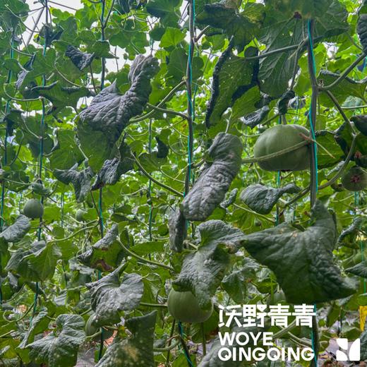 沃野青青自产甜瓜  绿宝石/星甜24/玉菇 | 清香型甜，满屋瓜香，可以带皮吃的甜瓜 商品图8