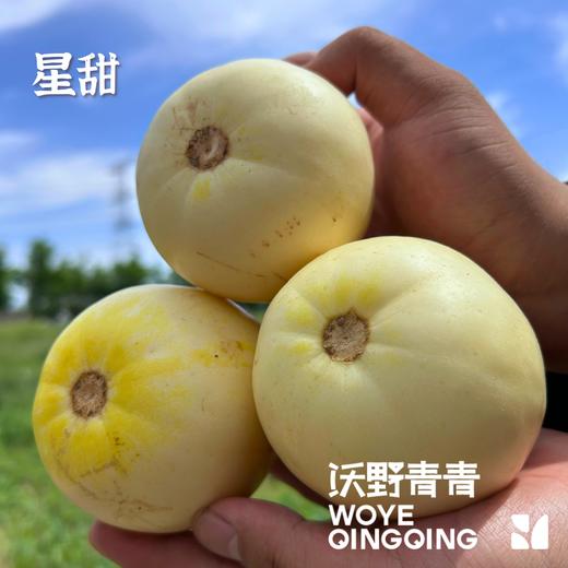 沃野青青自产甜瓜  绿宝石/星甜24/玉菇 | 清香型甜，满屋瓜香，可以带皮吃的甜瓜 商品图1